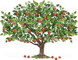 Apple tree.jpg